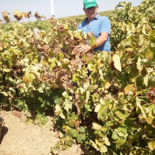 persone-azienda-agricola-de-maria-marsala-02