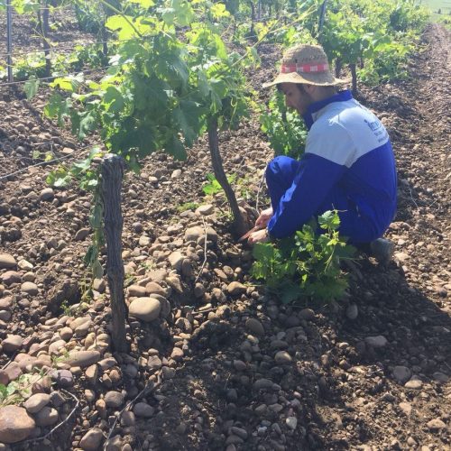 persone-azienda-agricola-de-maria-marsala-04